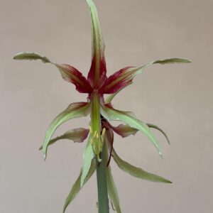 Hippeastrum Cybister hybrid ''C#1810'- 1 bulb.