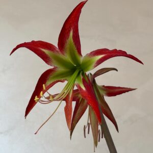 Hippeastrum YM-3   - 1 bulb.