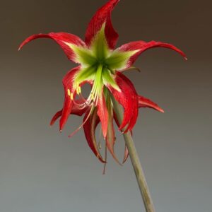 Hippeastrum YM-3   - 1 bulb.