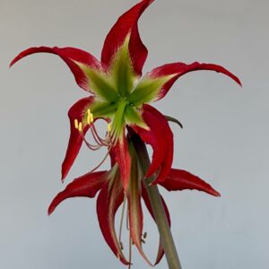 Alternative view of Hippeastrum YM-3   - 1 bulb.
