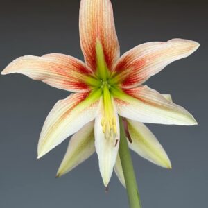 Alternative view of Hippeastrum bukasovii hyb.   - 1 bulb.
