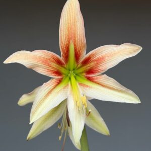 Hippeastrum bukasovii hyb.   - 1 bulb.
