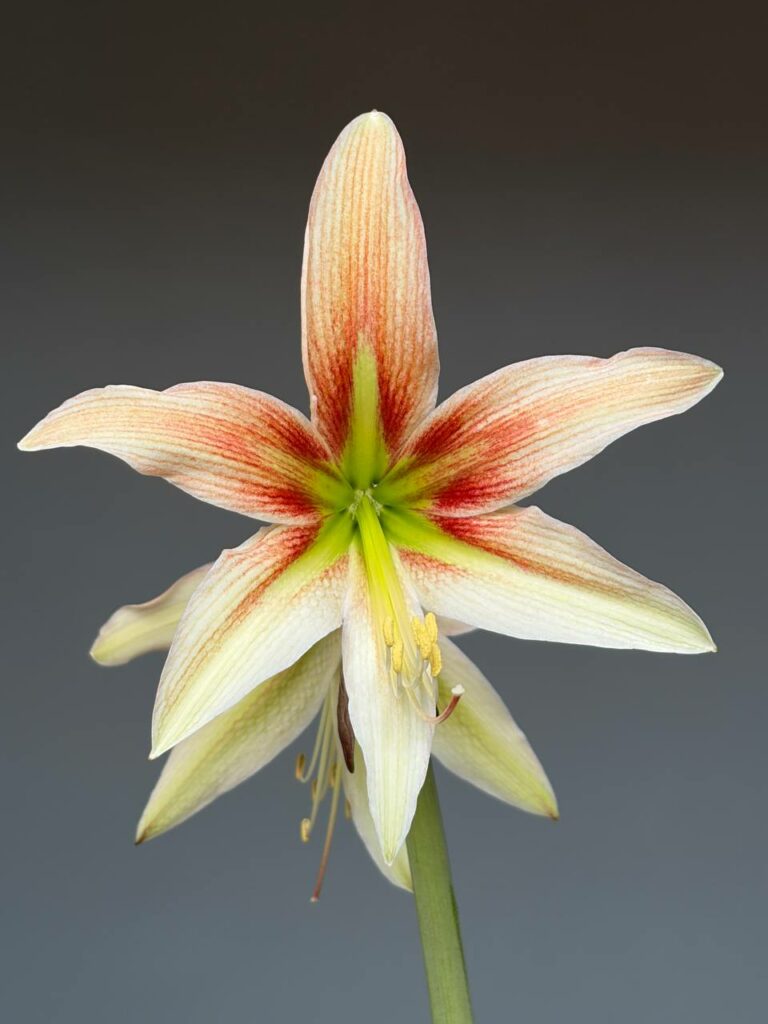 Hippeastrum bukasovii hyb.   - 1 bulb.