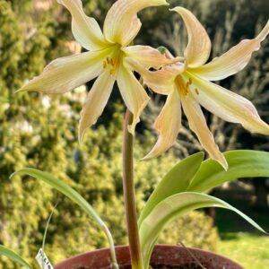 Alternative view of Hippeastrum Evansiarum - 1 bulb 1,2cm Species Evansiae.