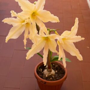Alternative view of Hippeastrum Evansiae 1 bulb, 2cm in diam. Rare. Evansiarum.