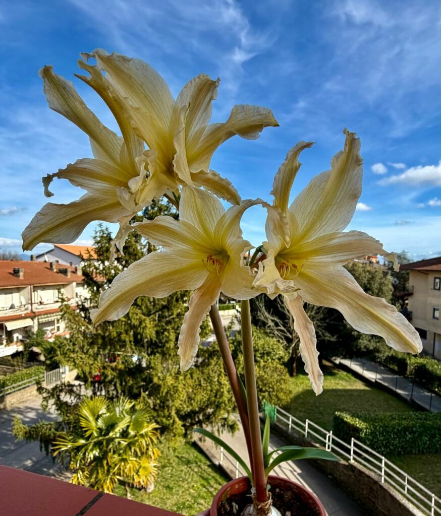 Hippeastrum Evansiae 1 bulb, 2cm in diam. Rare. Evansiarum.