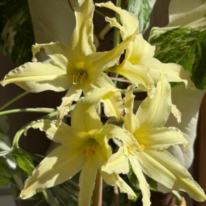 Alternative view of Hippeastrum Evansiae 10 seeds. Evansiarum.