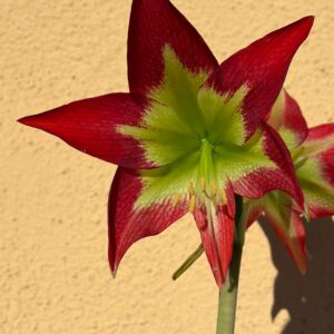 Alternative view of Hippeastrum hybrid MM-1   - 1 bulb.