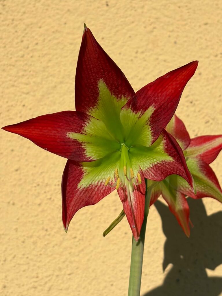 Hippeastrum hybrid MM-1   - 1 bulb.