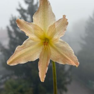 Hippeastrum Evansiarum - 1 bulb  Species Evansiae.
