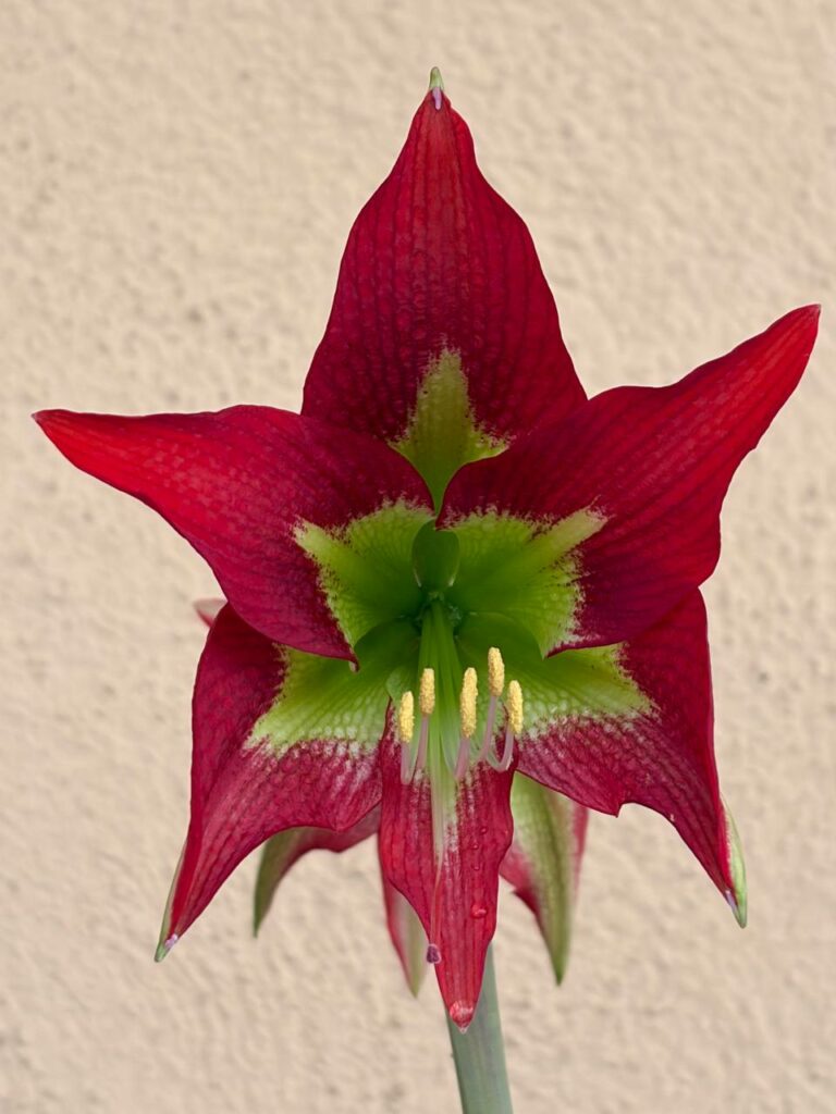 Hippeastrum hybrid MM-1   - 1 bulb.