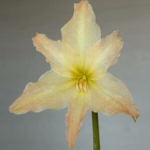 Hippeastrum Evansiarum - 1 bulb  Species Evansiae.