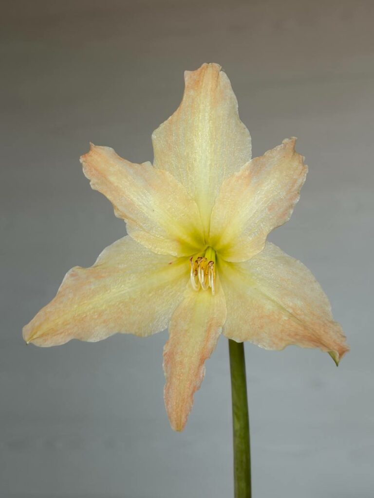 Hippeastrum Evansiarum - 1 bulb  Species Evansiae.