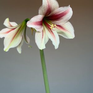 Alternative view of Hippeastrum sonatini n1842 - 1 bulb.