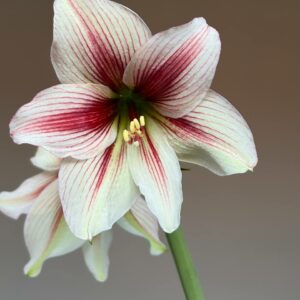 Hippeastrum sonatini n1842 - 1 bulb.