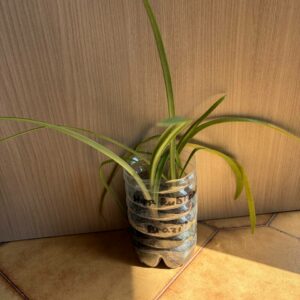 Hippeastrum rubropictum 1 bulb.