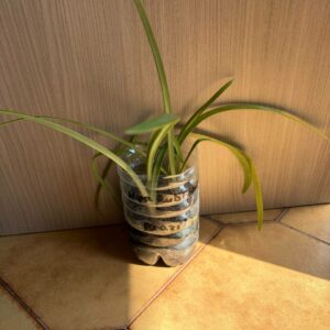 Alternative view of Hippeastrum rubropictum 1 bulb.