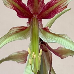 Hippeastrum Cybister hybrid ''C#1810'- 1 bulb.