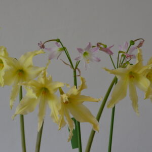 Alternative view of Hippeastrum Idimae X Evansiarum - 1 bulb.