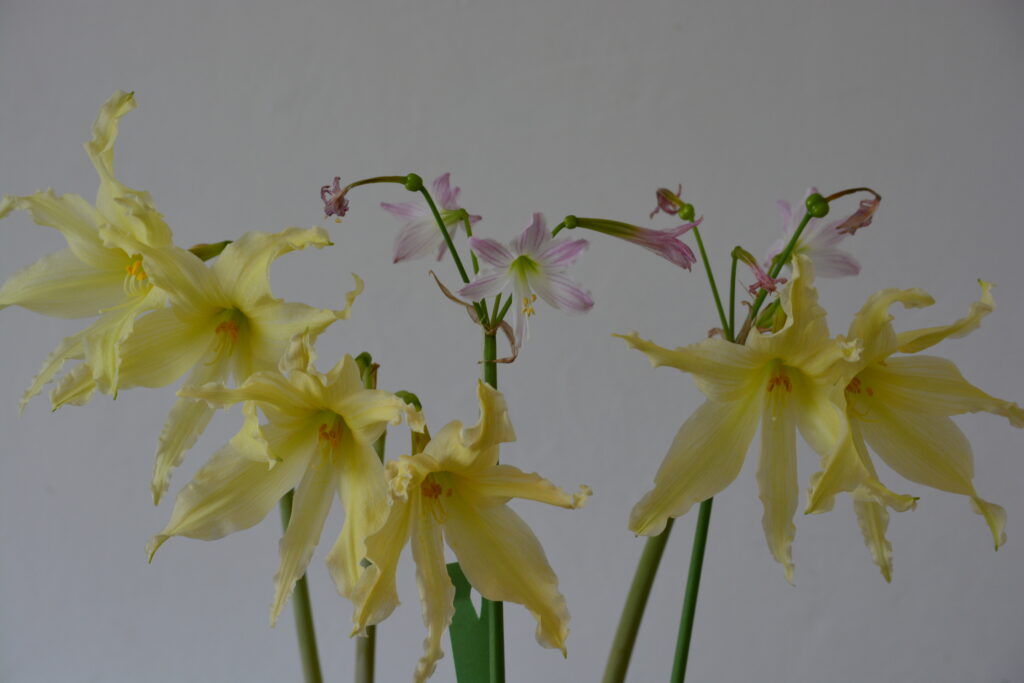 Hippeastrum Idimae X Evansiarum - 1 bulb.