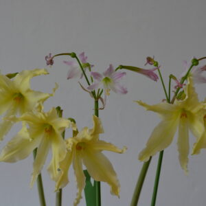 Hippeastrum Idimae X Evansiarum - 1 bulb.