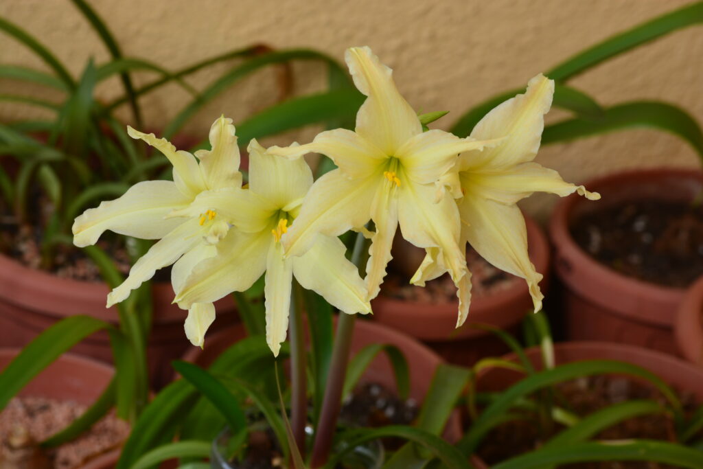 Hippeastrum Evansiae 1 bulb. Evansiarum.