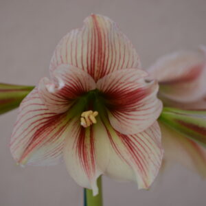 Alternative view of Hippeastrum sonatini n1842 - 1 bulb.