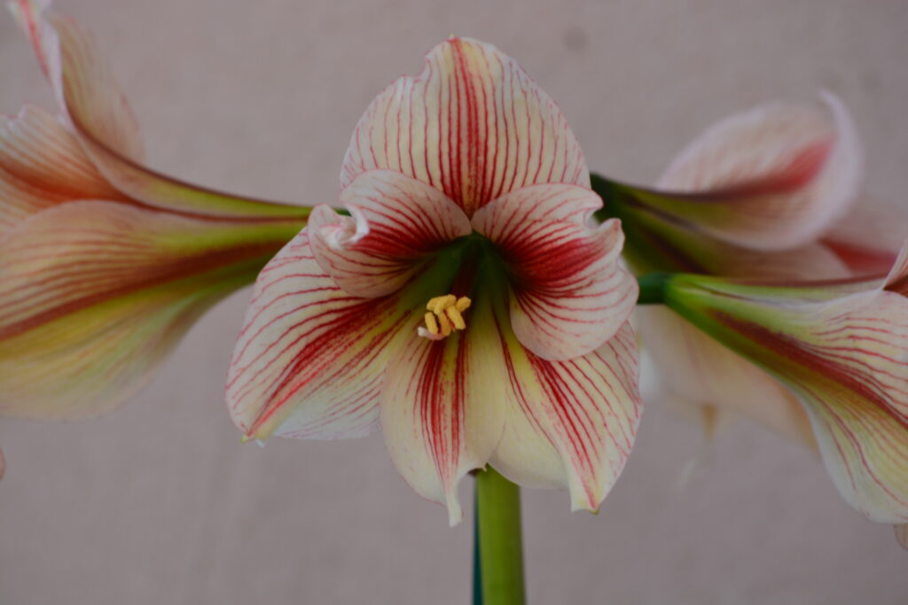 Hippeastrum sonatini n1842 - 1 bulb.