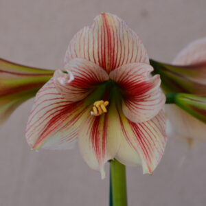 Hippeastrum sonatini n1842 - 1 bulb.
