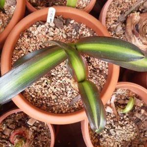 Hippeastrum sonatini #1851 reticulatum hybrid - 1 bulb.