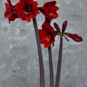 Alternative view of Hippeastrum sonatini #1851 reticulatum hybrid - 1 bulb.