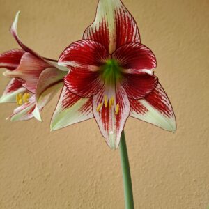 Hippeastrum Dragon - 1 bulb.