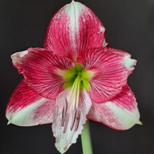 Hippeastrum Hybrid FQARL-1  1 Bulb.