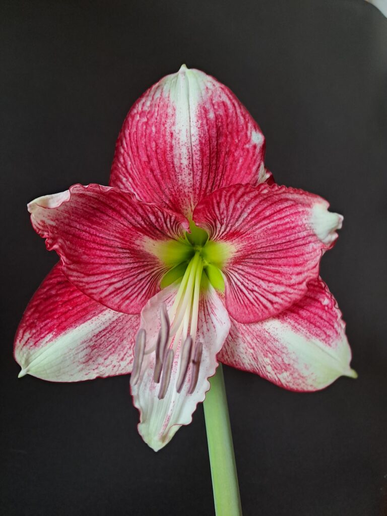 Hippeastrum Hybrid FQARL-1  1 Bulb.