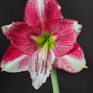 Alternative view of Hippeastrum Hybrid FQARL-1 1 Bulb.