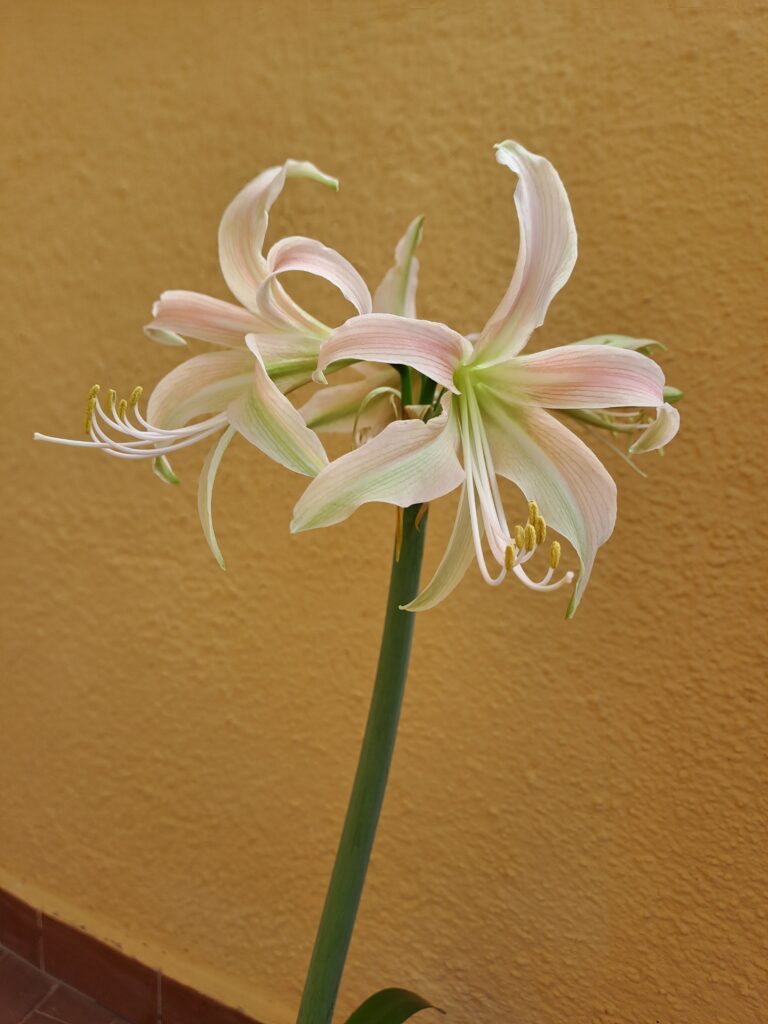 Hippeastrum Hybrid TH-1 - 1 bulb.