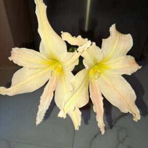 Alternative view of Hippeastrum Evansiae 1 bulb. Evansiarum.
