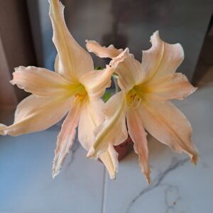 Hippeastrum Evansiae 1 bulb. Evansiarum.