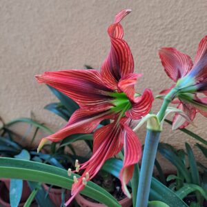 Alternative view of Hippeastrum Stella - 1 bulb.