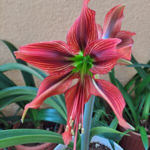 Hippeastrum Stella - 1 bulb.
