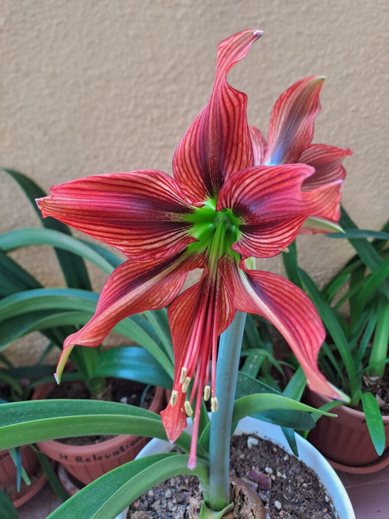 Hippeastrum Stella - 1 bulb.