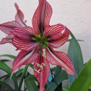 Hippeastrum Stella - 1 bulb.