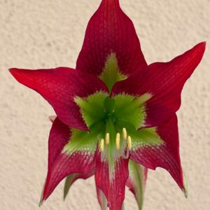 Alternative view of Hippeastrum MM-1 x Little Red Honey - 5 seeds.