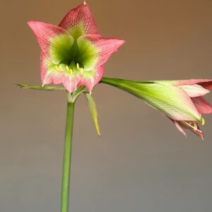 Hippeastrum Tarantula x TM - 5 seeds.