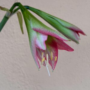Hippeastrum MM-1 x TM-1- 5 seeds.