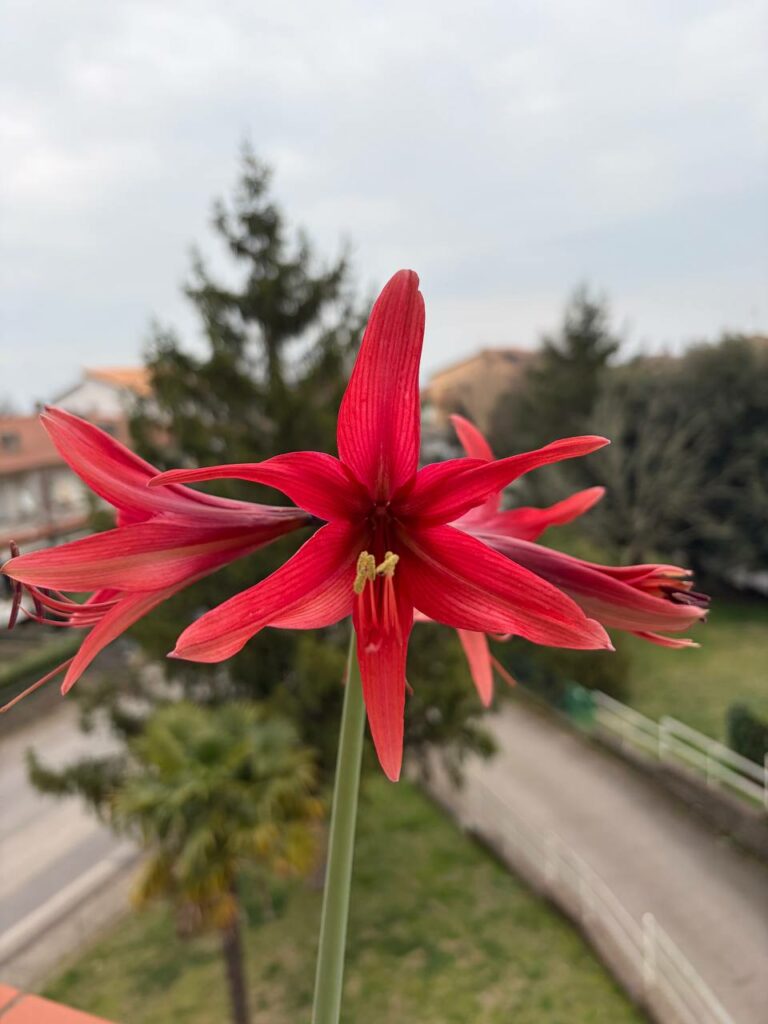 Hippeastrum hybrid C1828-1   - 1 bulb.
