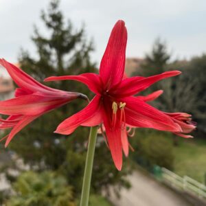 Alternative view of Hippeastrum hybrid C1828-1   - 1 bulb.