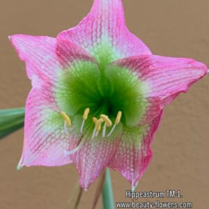 Hippeastrum hybrid TM-1   - 1 bulb.