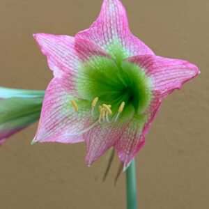 Alternative view of Hippeastrum TM-1 - 1 bulb.