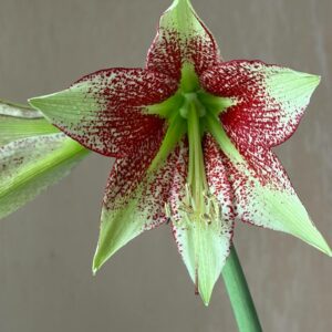 Alternative view of Hippeastrum nova sp. leucopardinum- 1 bulb.